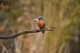 Etenstijd voor de IJsvogel