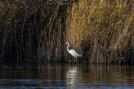 Kleine zilverreiger