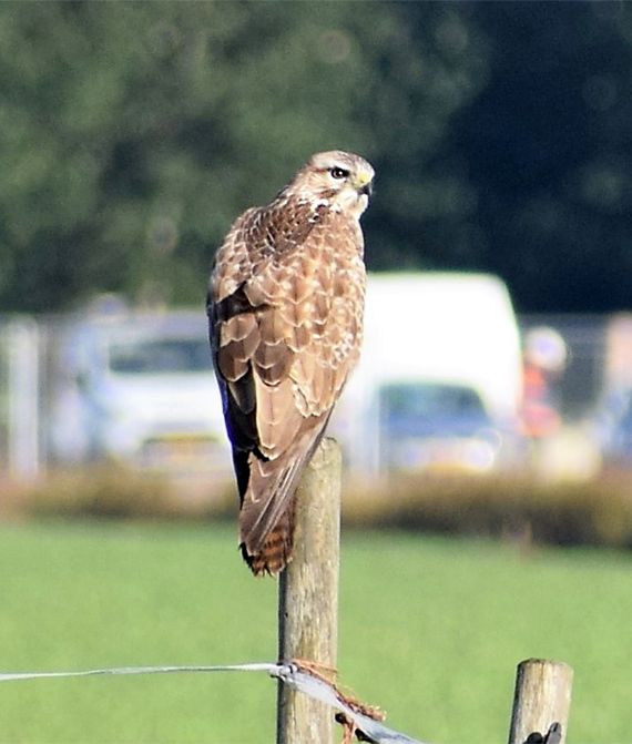 Buizerd / Corinne Kalisvaart