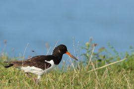 Op zoek naar voedsel
