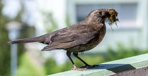 Merel op balkon / Shutterstock