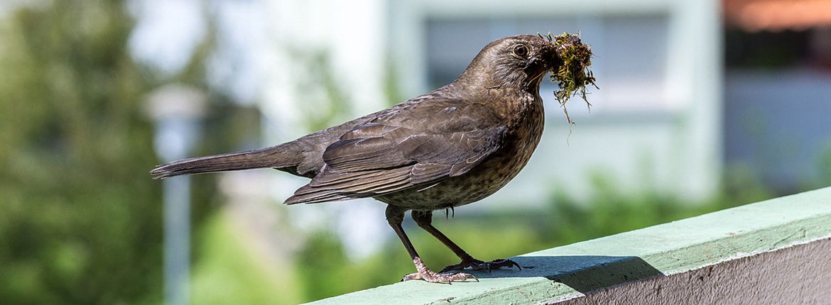 Merel op balkon / Shutterstock