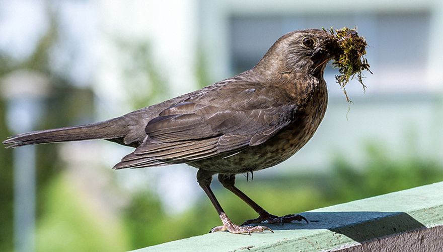 Merel op balkon / Shutterstock