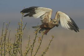 Blik van een bruine kiekendief