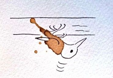 grote bonte specht/ tekening Jeanet van Zoelen