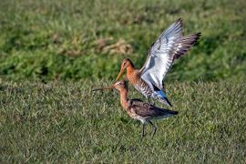 Grutto's paren in de middagzon