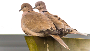 Turkse tortel / Shutterstock