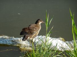 Waterhoen op bubbeltjesplastic in de watergang 