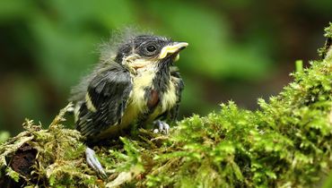 Jonge koolmees / Shutterstock