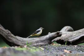 mooi elegant vogeltje