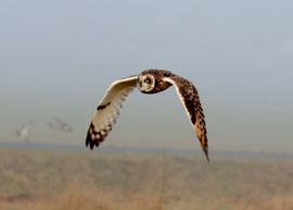Velduil in vlucht