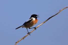 Uit volle (rood)Borst(tapuit)
