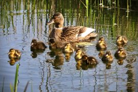 Wilde eend met pulletjes