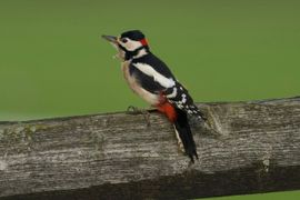 Even rusten tijdens de jacht op insecten in het oude hout van de hekken