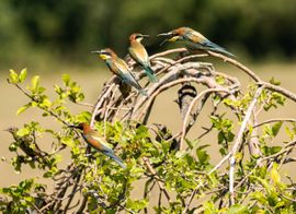 Bijeneter krijgt ervan langs...