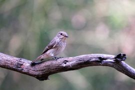 grauw in naam kleurrijk in verschijning