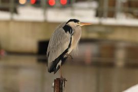 Blauwe reiger in de stad