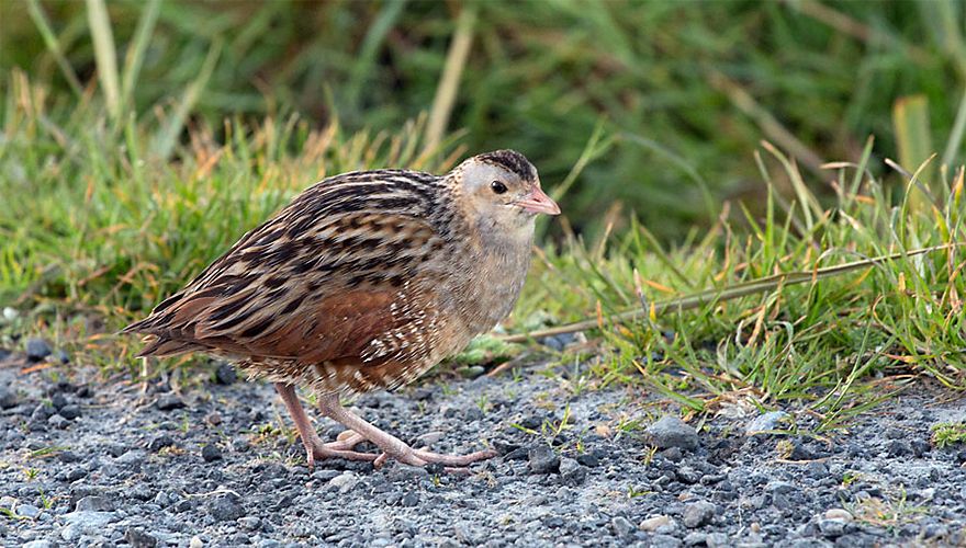 Kwartelkoning / Birdphoto