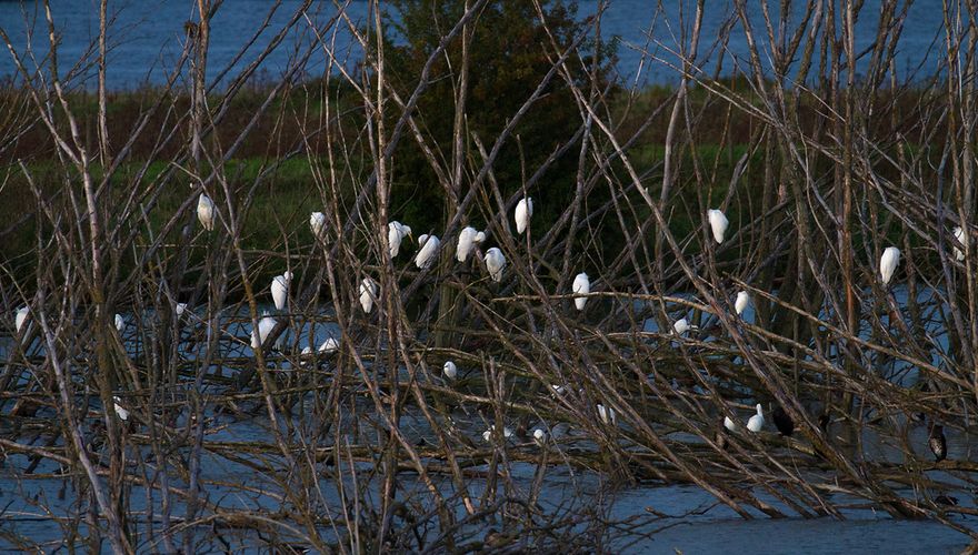 Slaapplaats grote en kleine zilverreiger / Jouke Altenburg