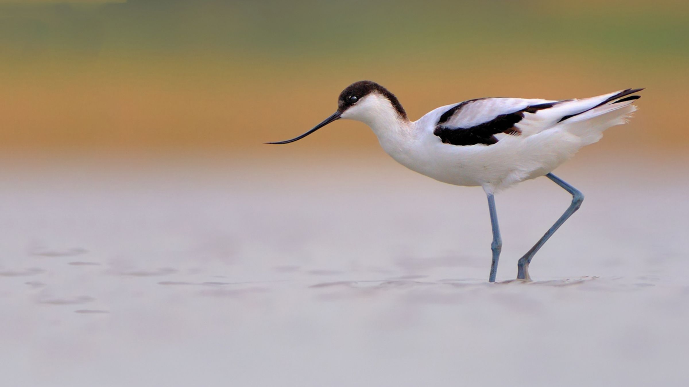 Kluut / Shutterstock