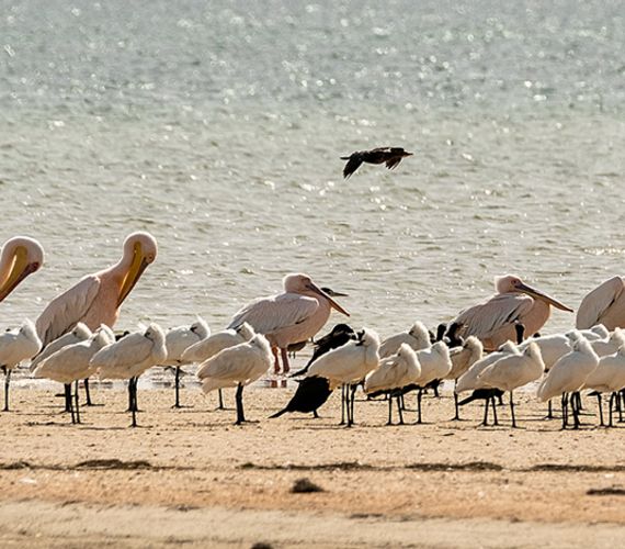 Trekvogels wereldwijd