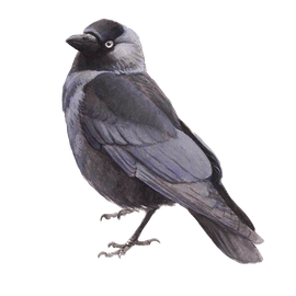 Kauw / Elwin van der Kolk