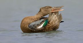 Slobeend - Peter Fonhof - Vogelfotogalerij