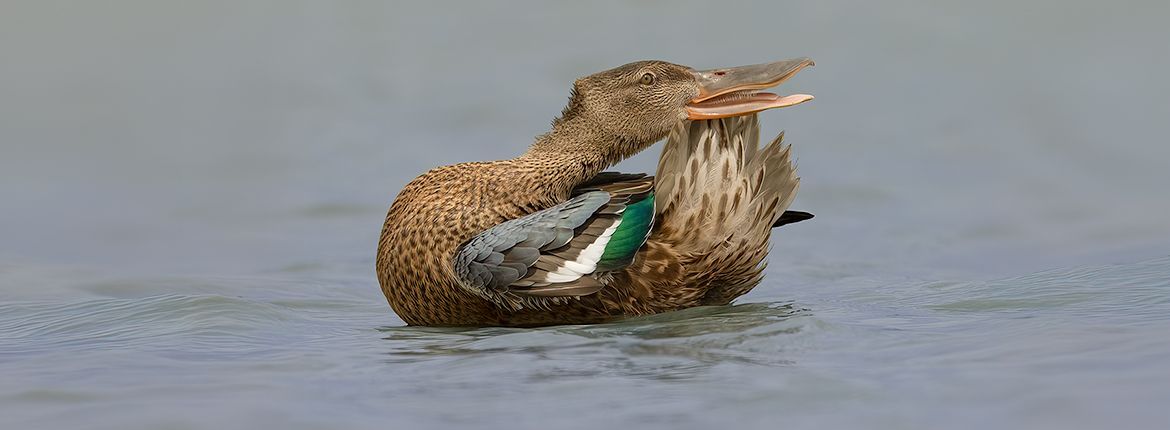 Slobeend - Peter Fonhof - Vogelfotogalerij
