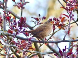 Winterkoning houdt van de lente