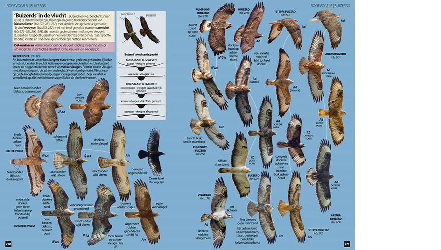 Vogels van Europa buizerds