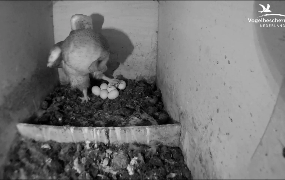 Kuiken onderweg naar buiten Vogelbescherming Kuiken onderweg naar buiten Vogelbescherming
