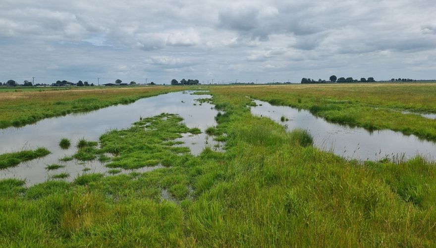 Plasdras in polder Mastenbroek / Gerrit Gerritsen