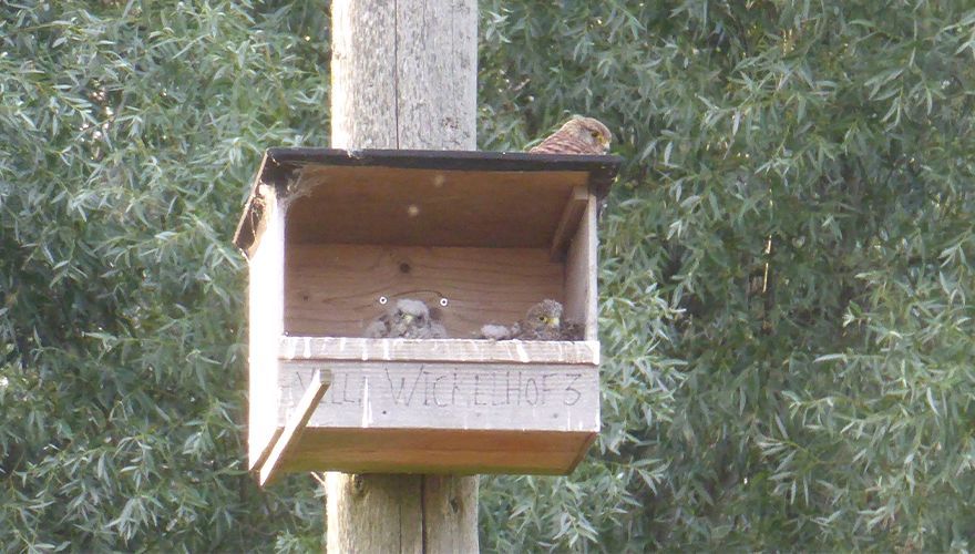 Torenvalken / Roy en Kelly