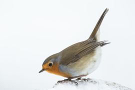 geluukig blijft deze sneeuw niet lang liggen