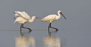 Lepelaar / Wil Leurs - Agami