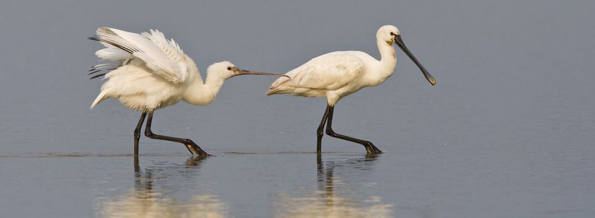 Lepelaar / Wil Leurs - Agami