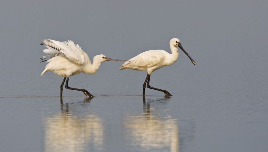 Lepelaar / Wil Leurs - Agami