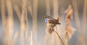 Blauwborst / Shutterstock