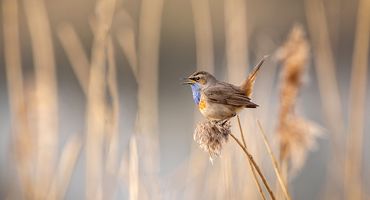 Blauwborst / Shutterstock