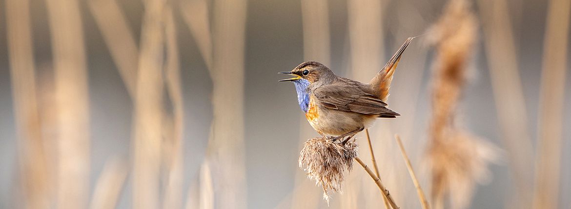 Blauwborst / Shutterstock