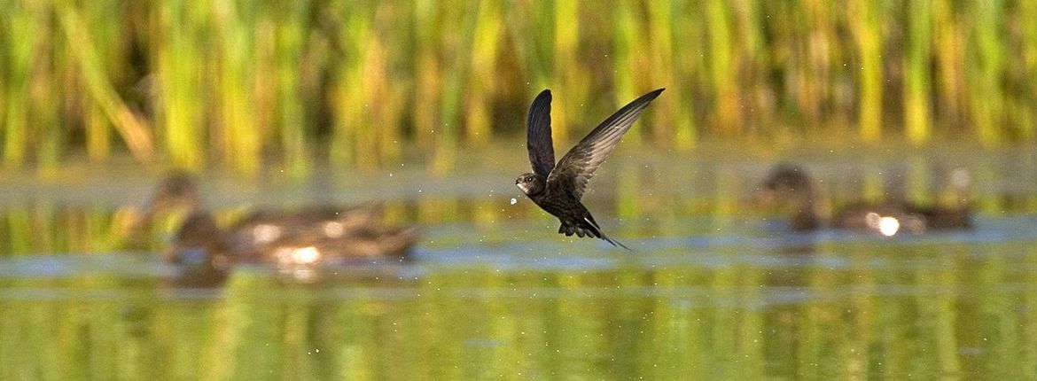 Gierzwaluwen: verbijsterende zomervogels | Vogelbescherming