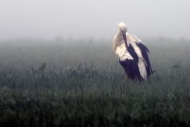 Poetsbeurt in de vroege ochtend