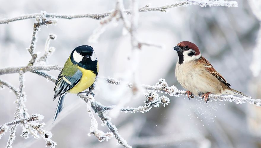 Mineraalwater moreel smokkel Waarom bevriezen vogelpoten niet? | Vogelbescherming