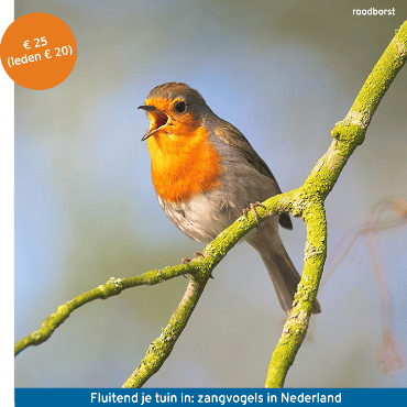 Cursus Fluitend je tuin in: zanvogels in Nederland