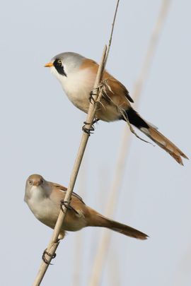 Een paartje baardmannetjes...