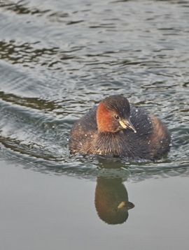 Spiegeltje, spiegeltje