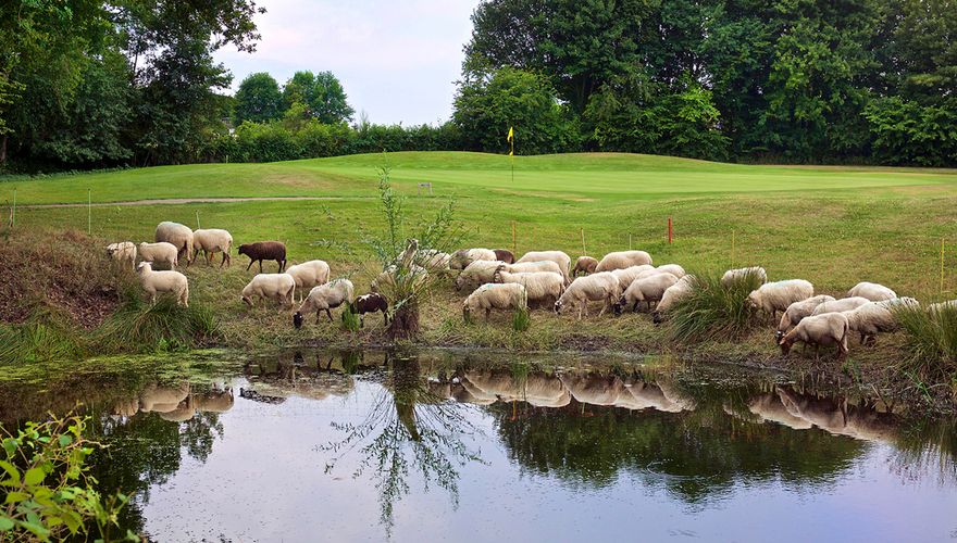 Schapen op golfterrein / Willy Opreij