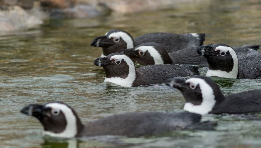 Afrikaanse pinguïns/ Shutterstock 