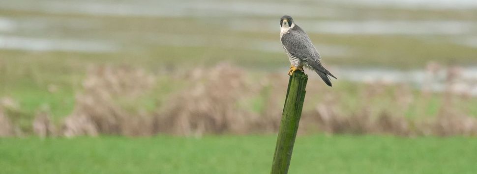 Het succes van de slechtvalk | Vogelbescherming