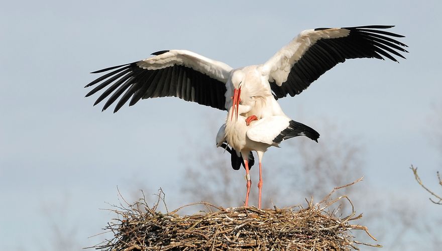 Klaar zo amateur Vogelbescherming zet camera's bij broedende vogels zondag 1 maart aan |  Vogelbescherming